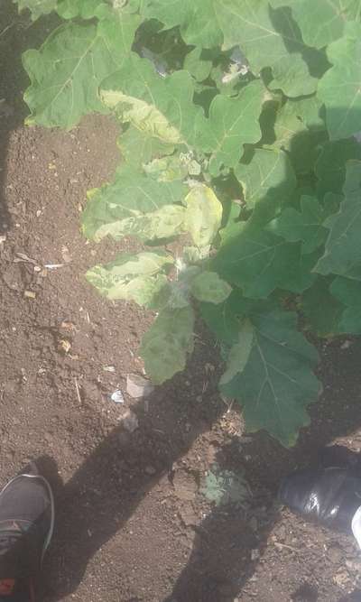 Pesticide Burn - Brinjal