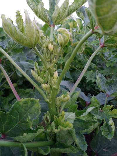 Helicoverpa Caterpillar - Okra