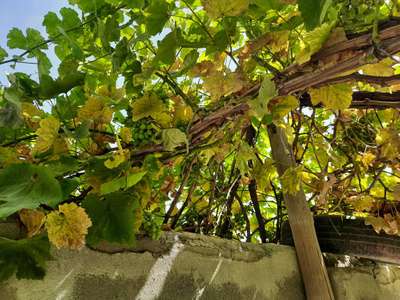 Downy Mildew of Grape - Grape