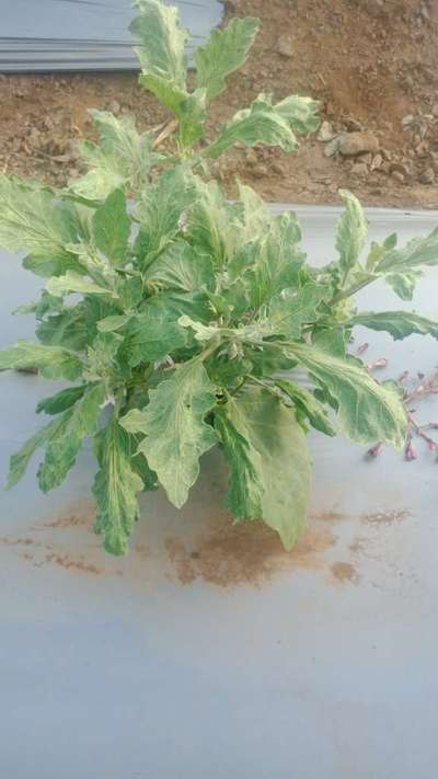 Broad Mite - Brinjal