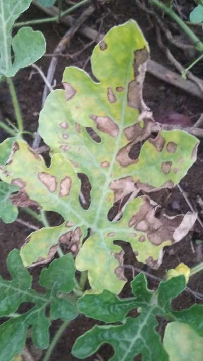 Downy Mildew of Cucurbits - Melon