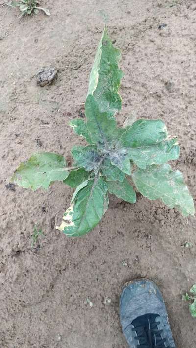 Whiteflies - Brinjal