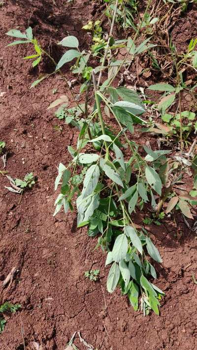 Stem Rot of Pigeonpea - Pigeon Pea & Red Gram