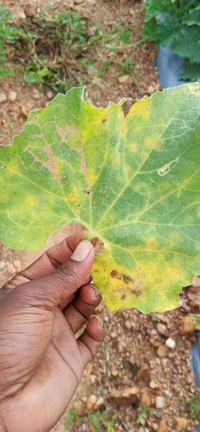 Downy Mildew of Cucurbits - Cucumber