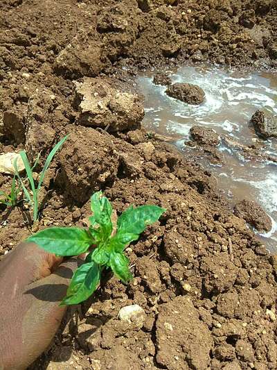 Brown Mite - Capsicum & Chilli