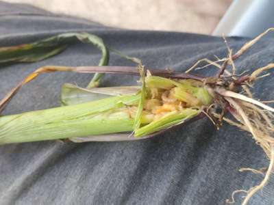 Stem Borer - Maize