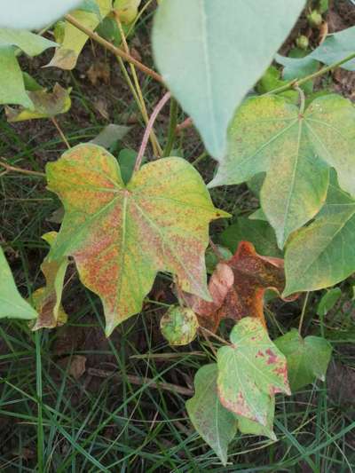 Leaf Reddening of Cotton - Cotton