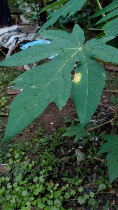 Papaya Brown Spot - Papaya