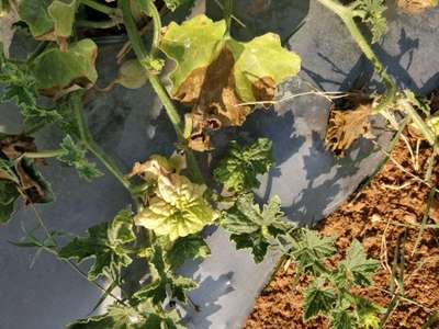 Downy Mildew of Cucurbits - Melon