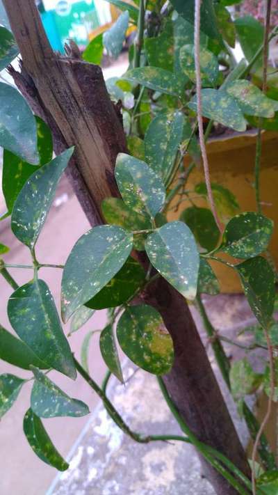 Citrus Psyllid - Citrus