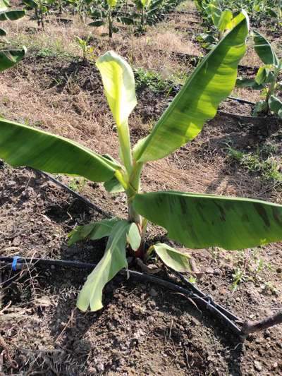 Calcium Deficiency - Banana