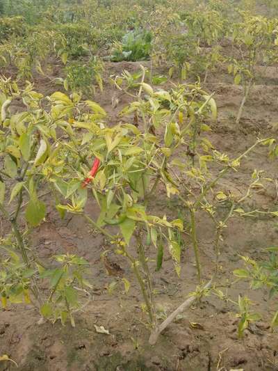 Blight of Pepper - Capsicum & Chilli