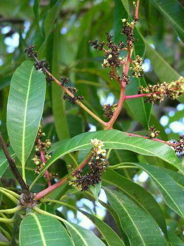 Anthracnose of Papaya and Mango - Mango