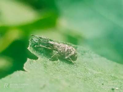 Broad nosed Weevils - Brinjal