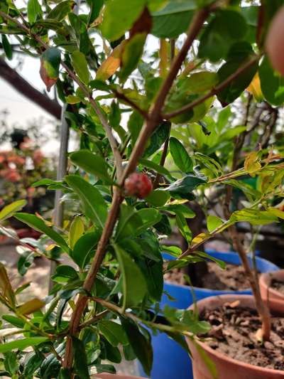 Aphids - Pomegranate