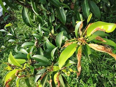 Anthracnose of Papaya and Mango - Mango