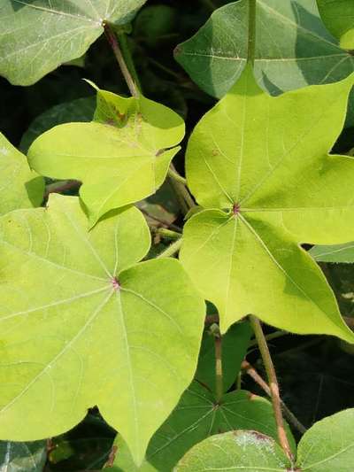 Cotton Leafhopper Jassids - Cotton