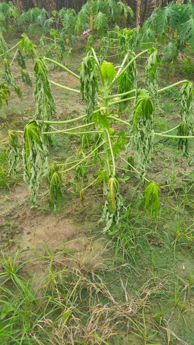 Phytophthora Crown and Root Rot - Papaya