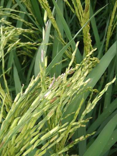 Phoma Sorghina in Rice - Rice