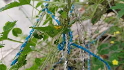 Hadda Beetle - Tomato