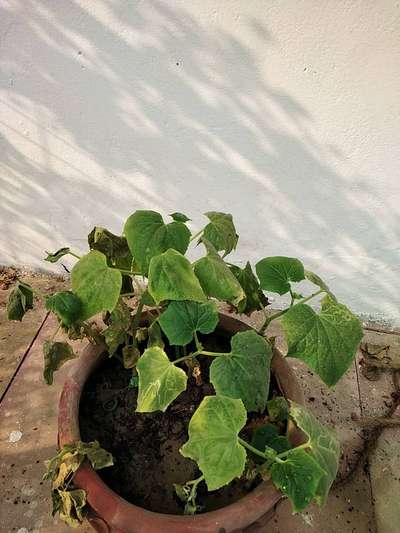 Leaf Miner Flies - Cucumber