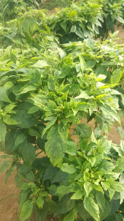 Aphids - Capsicum & Chilli