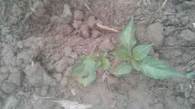 Black Cutworm - Capsicum & Chilli