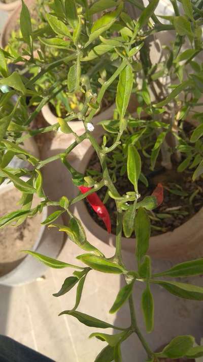 Mealybug - Capsicum & Chilli