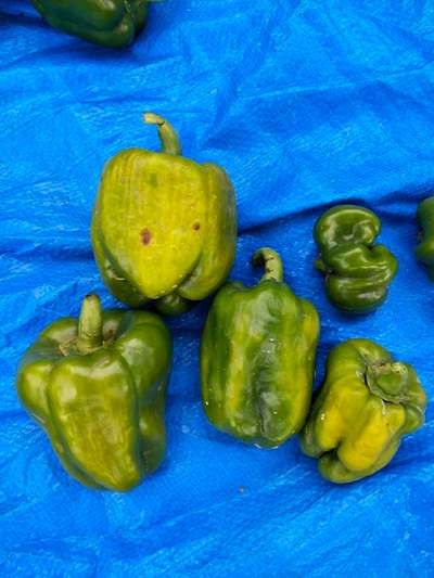 Alternaria Black Spot and Fruit Rot - Capsicum & Chilli