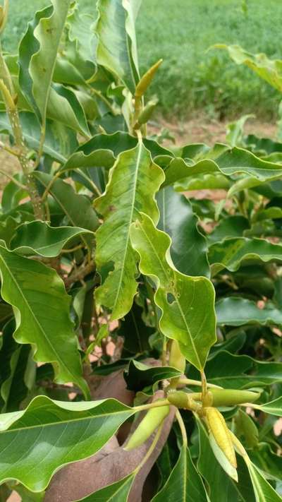 ಬೋರಾನ್ ಕೊರತೆ - ಮಾವು