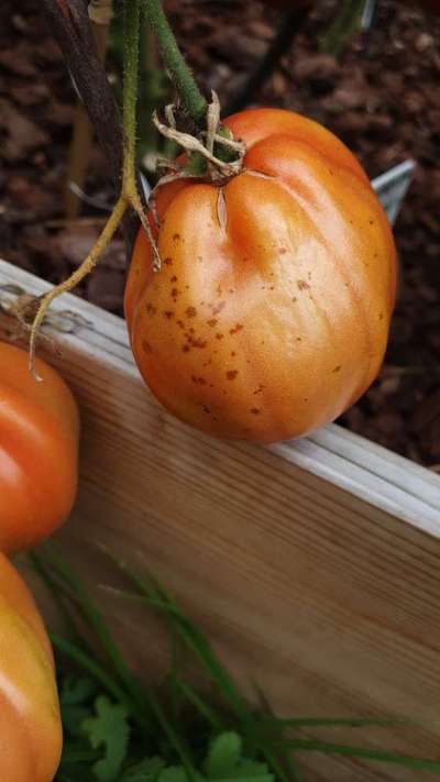 Bacterial Spot and Speck of Tomato - Tomato