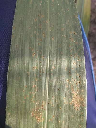 Southern Rust of Maize - Maize