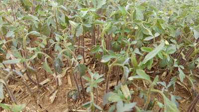 Damping-Off of Seedlings - Tomato