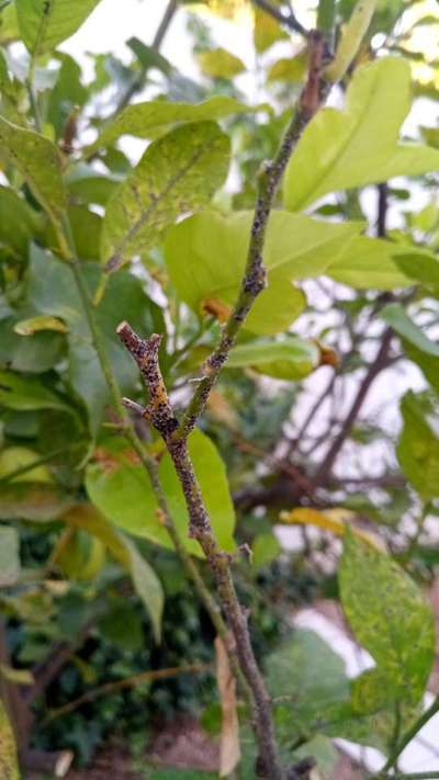 Cochenille noire de l'olivier