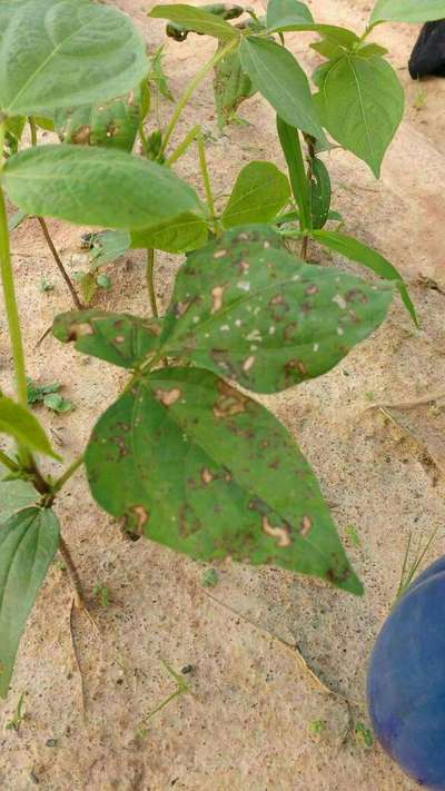 Leaf Miner Flies - Black & Green Gram