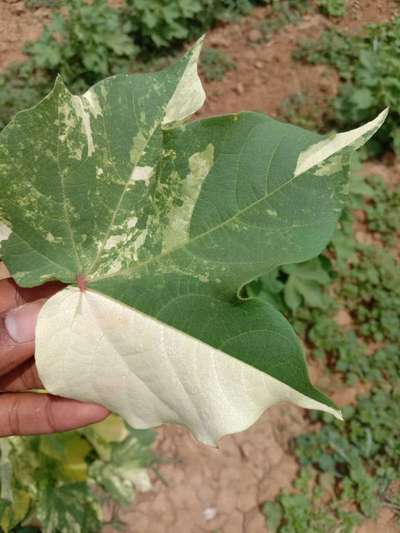 Leaf Variegation - Cotton