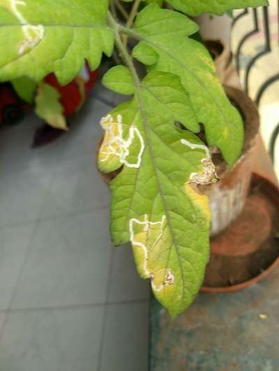 Leaf Miner Flies - Tomato