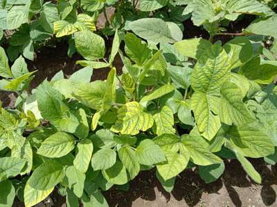 Iron Deficiency - Soybean