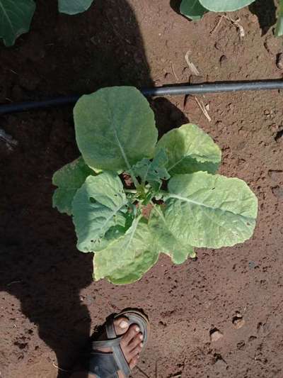 ಎಲೆಕೋಸು ಪತಂಗ ( ಕ್ಯಾಬೇಜ್ ಮಾತ್) - ಎಲೆಕೋಸು