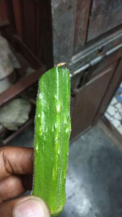 Thrips - Okra