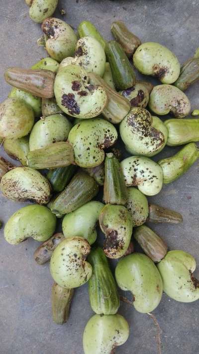 Anthracnose of Papaya and Mango - Brinjal