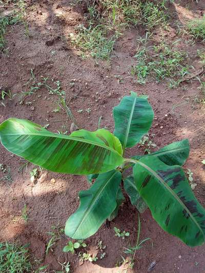 Zinc Deficiency - Banana