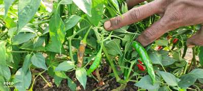 Chilli Cercospora Leaf Spot - Capsicum & Chilli