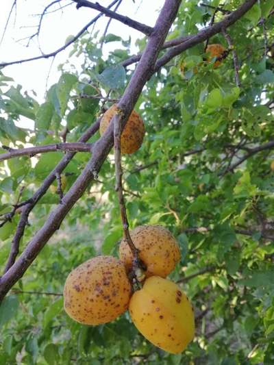 Shothole Disease - Apricot