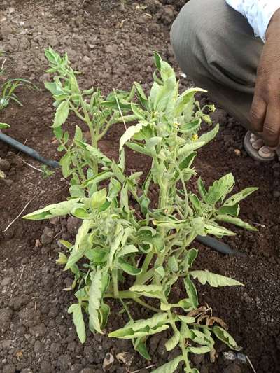 Leaf Curl in Tomato - Tomato