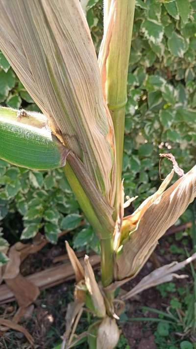 Bacterial Stalk Rot of Maize - Maize