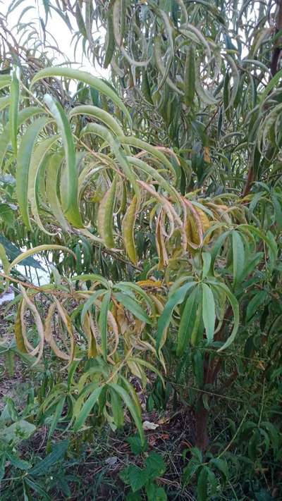 Twig Canker of Peach - Mango