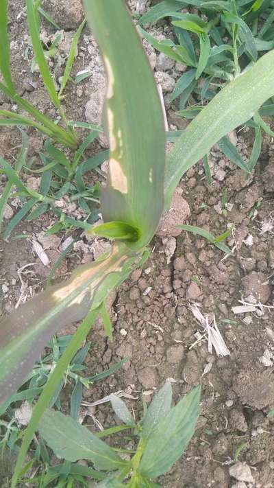 ম্যাগনেসিয়ামের অভাবজনিত রোগ - ভুট্টা