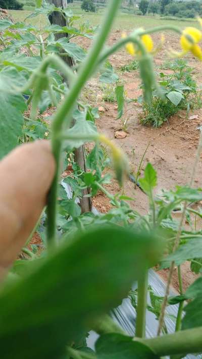 Calcium Deficiency - Tomato