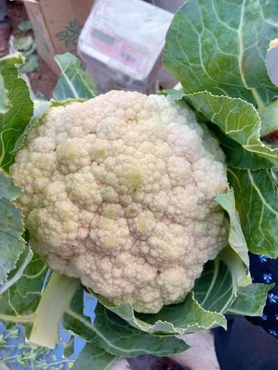 Diamondback Moth - Cauliflower